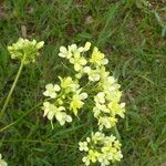 Biscutella laevigata Flower