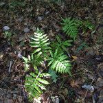 Woodwardia areolata Habitat