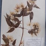 Clematis acuminata Anders