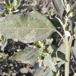 Chenopodium album Leaf