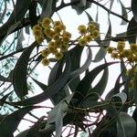 Acacia pycnantha Blomst