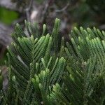 Libocedrus chevalieri Habit