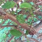 Prunus mume Bark