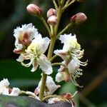 Hiptage benghalensis Květ