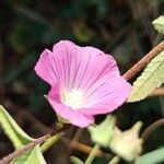 Malva punctata Flower