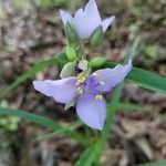 Tradescantia occidentalis Květ