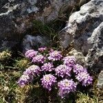 Iberis carnosa Flower