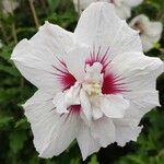 Hibiscus syriacus Květ