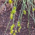 Carex echinata Fruto