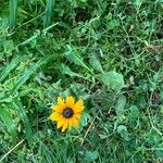 Rudbeckia triloba Lorea
