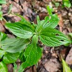 Pouzolzia zeylanica Leaf