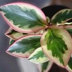 Peperomia tricolor Flower