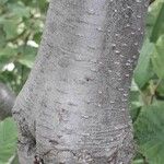 Alnus × pubescens Bark