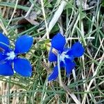 Gentiana sierrae Flower