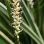 Carex umbrosa Blüte