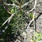Reseda stricta Leaf