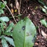 Rhodocactus grandifolius Leaf