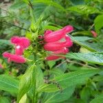 Salvia oxyphora Flor