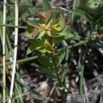 Euphorbia falcata Õis