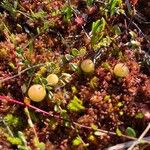 Vaccinium oxycoccos Fruit