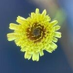 Tolpis umbellata Flower
