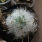 Oreocereus trollii Yaprak