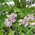 Clerodendrum umbellatum Квітка