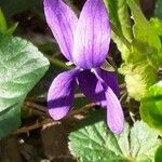Viola odorata Fleur