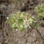 Potentilla tilingii Flor