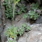 Draba dubia Hábito