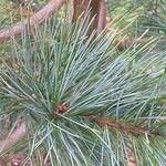 Pinus koraiensis 葉