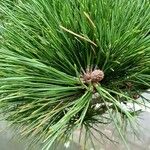 Pinus nigra Leaf