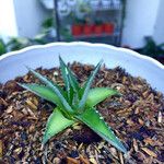 Dyckia brevifolia Лист