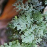 Hymenophyllum polyanthos Folla