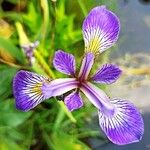 Iris versicolor Květ