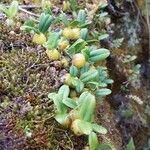 Bulbophyllum nutans List