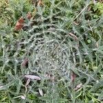 Cirsium ferox Frunză