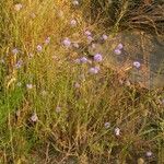 Jasione montana Habitus