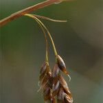 Carex capillaris 果