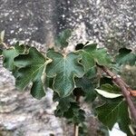 Fremontodendron californicum Blad