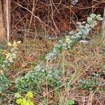 Cotoneaster simonsii Lapas