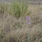 Penstemon buckleyi Хабит