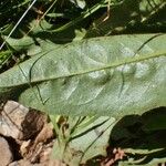 Crepis conyzifolia ഇല