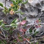 Teucrium divaricatum Feuille