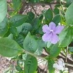 Brunfelsia uniflora Leht