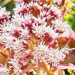 Petasites paradoxus Blomst