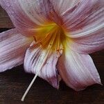 Lilium regale Çiçek