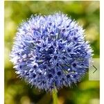 Allium caeruleum Цветок