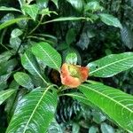Psychotria poeppigiana Flor