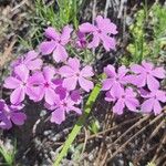 Phlox speciosa Blüte